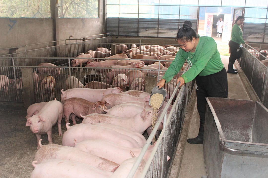 Commercial Piglet Production Farm Yusipang