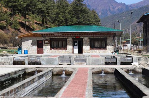 Trout-Farming